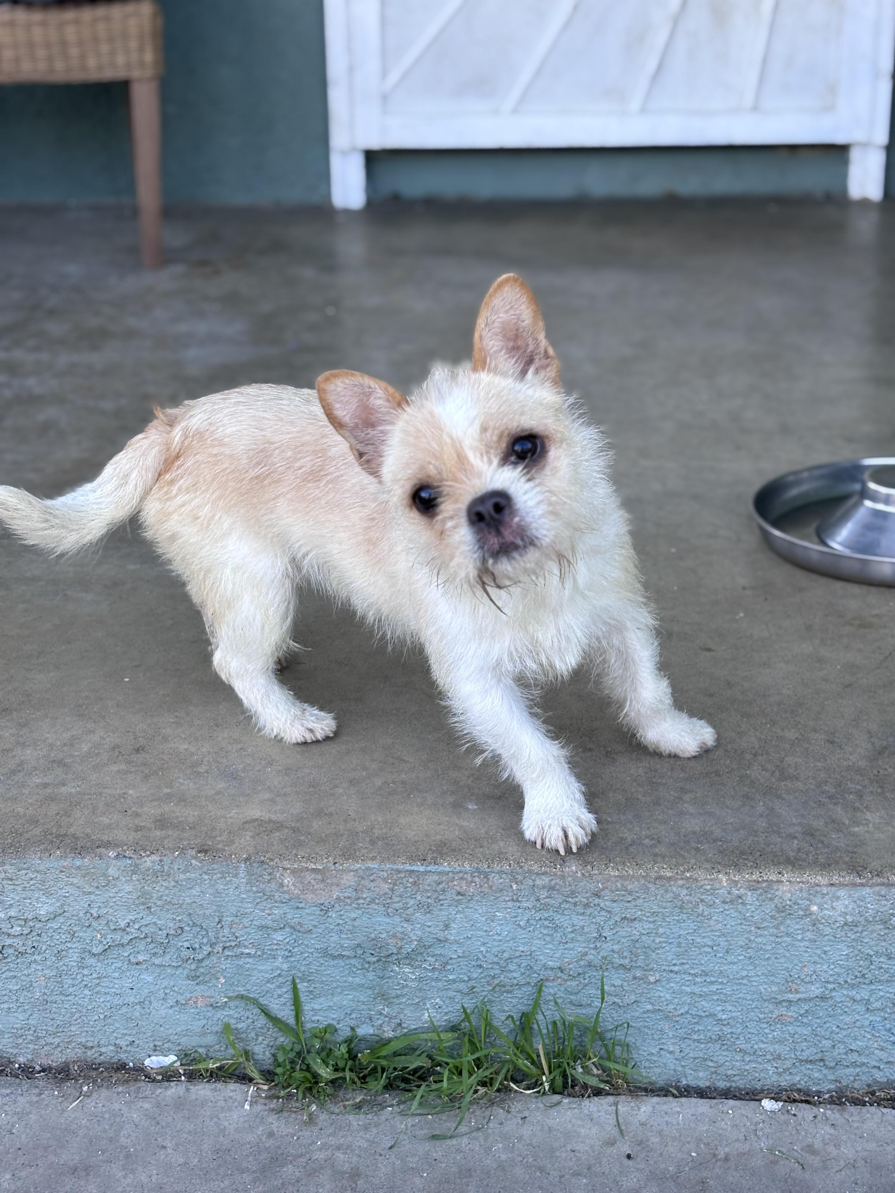 Buttercup, ADOPTABLE, Young Female French Bulldog & Terrier.