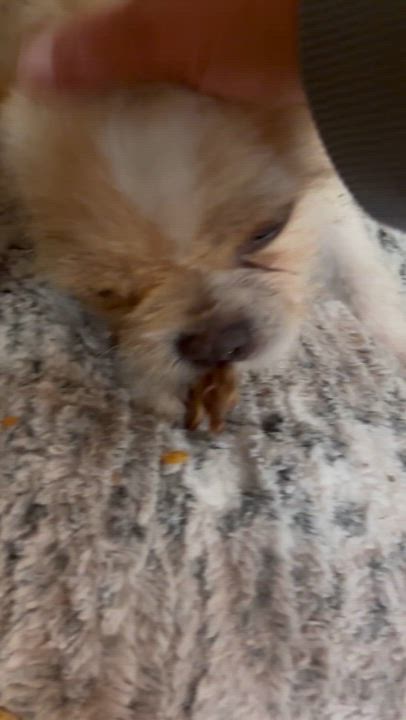 Enlarge Buttercup, a ADOPTABLE mixed breed in Corona, CA video 3/3