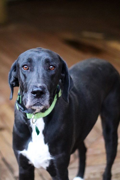 Olivia, a Adoptable Great Dane in Toledo, OH image 2/2