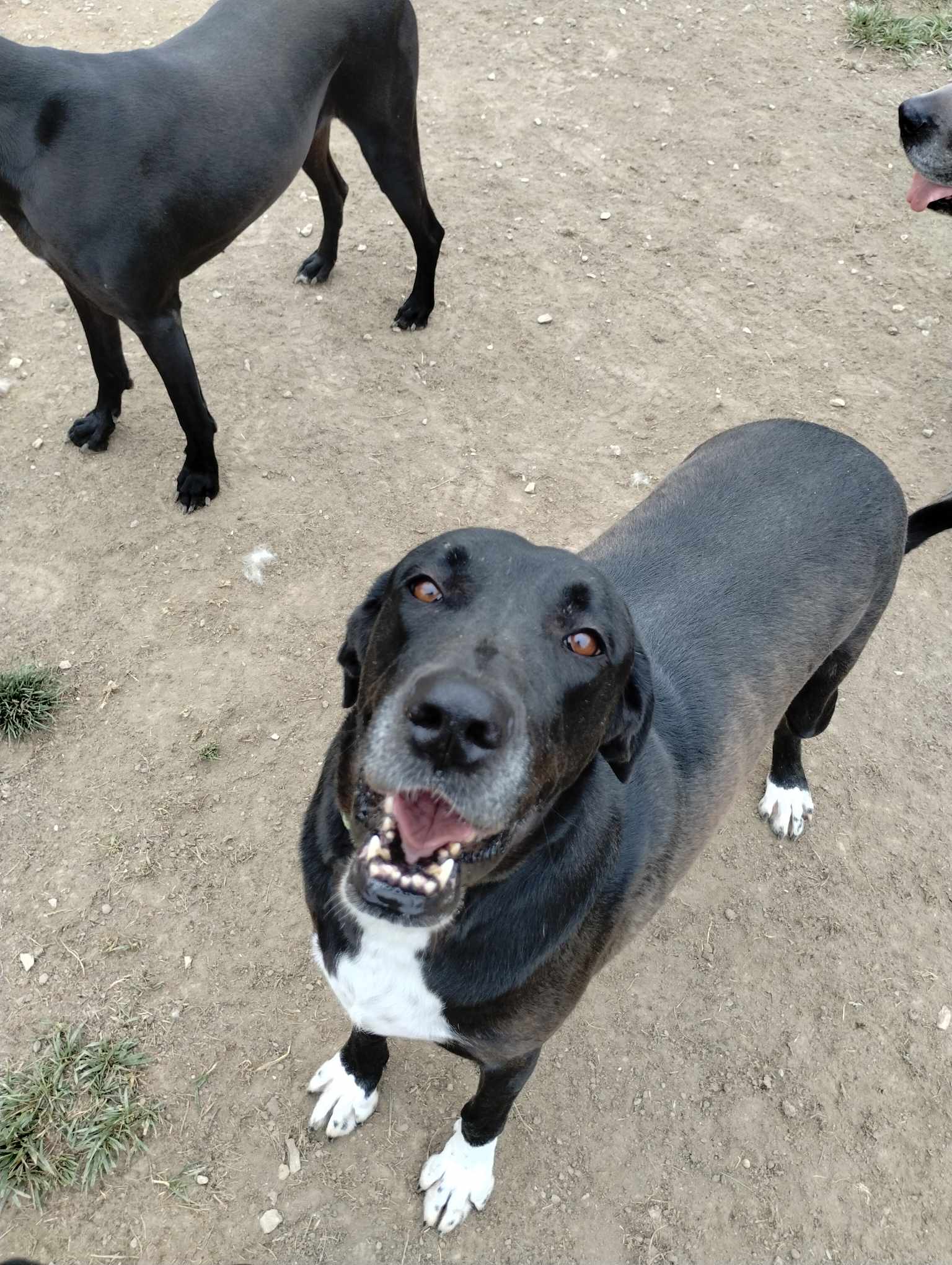 Olivia, a Adoptable Great Dane in Toledo, OH image 1/2