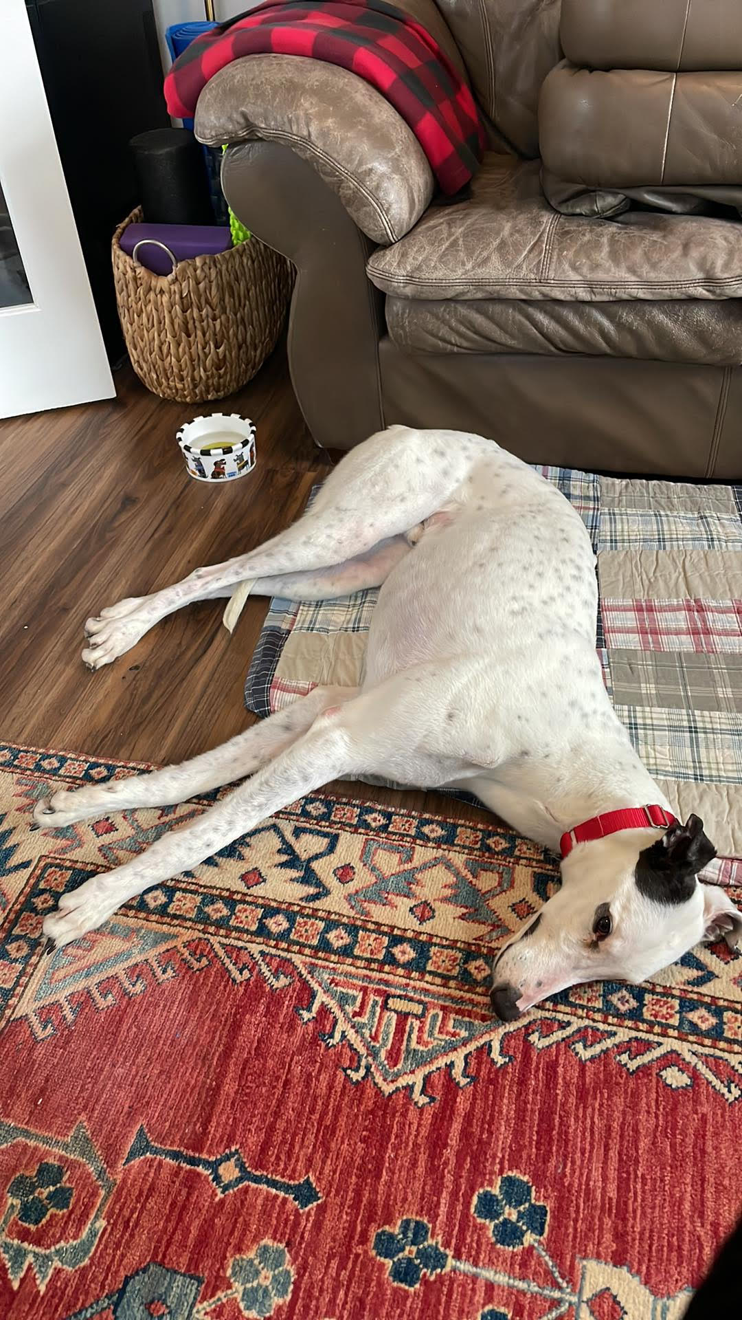 Dog for adoption Quiz, a Greyhound in Ware, MA Petfinder