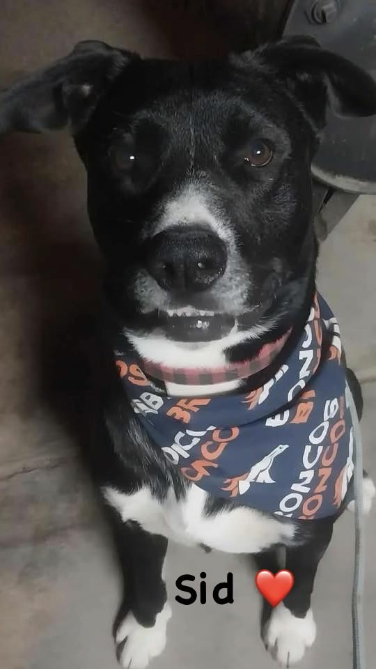 Enlarge Sid, a Adoptable mixed breed in Colorado Springs, CO image 4/4