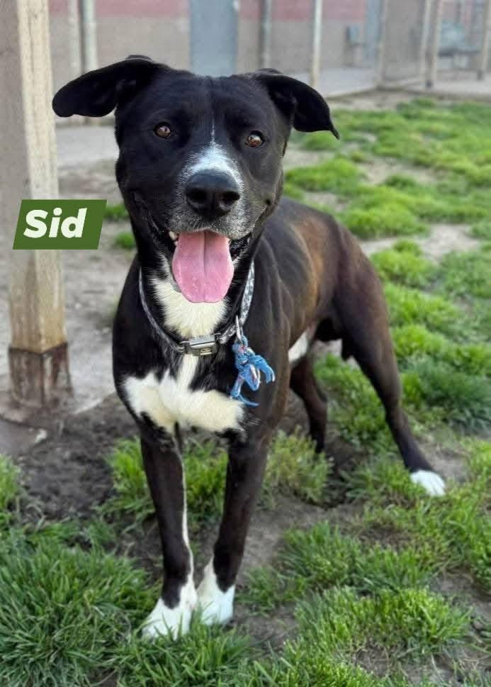 Sid, Adoptable, Adult Male Great Dane & Pit Bull Terrier.