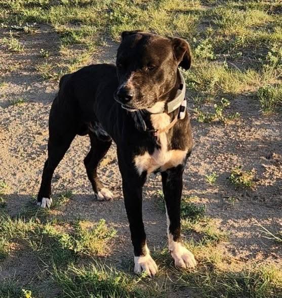 Sid, Adoptable, Adult Male Great Dane & Pit Bull Terrier.