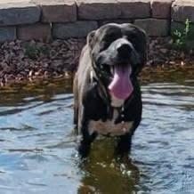 Enlarge Sid, a Adoptable mixed breed in Colorado Springs, CO image 2/4