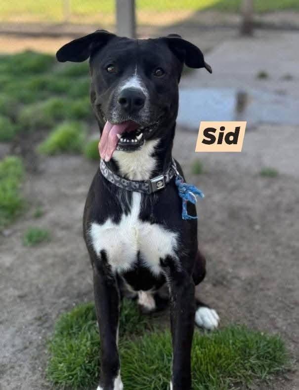 Enlarge Sid, a Adoptable mixed breed in Colorado Springs, CO image 3/4