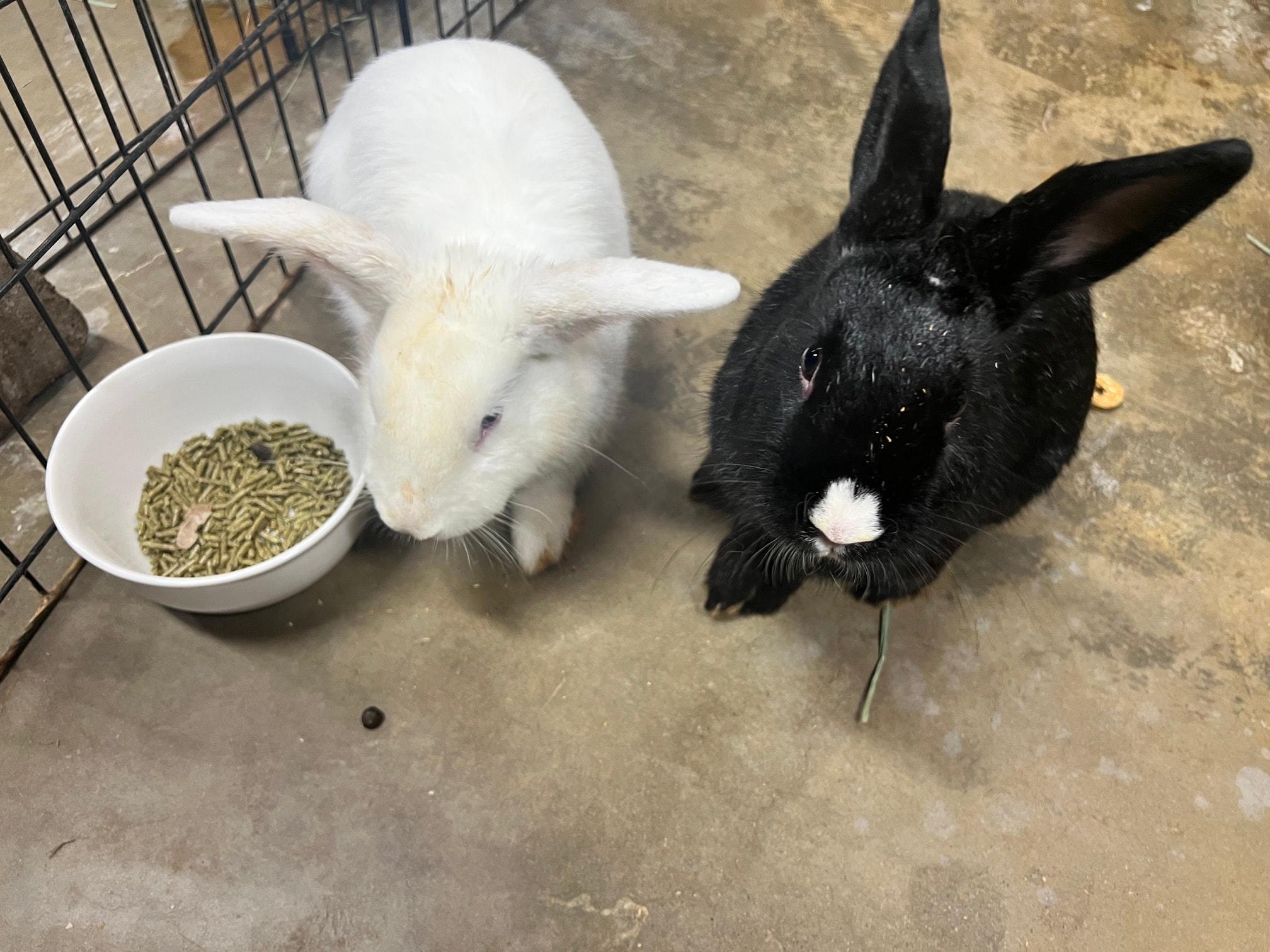 Scully & Kike, Adoptable, Young Male Bunny Rabbit.