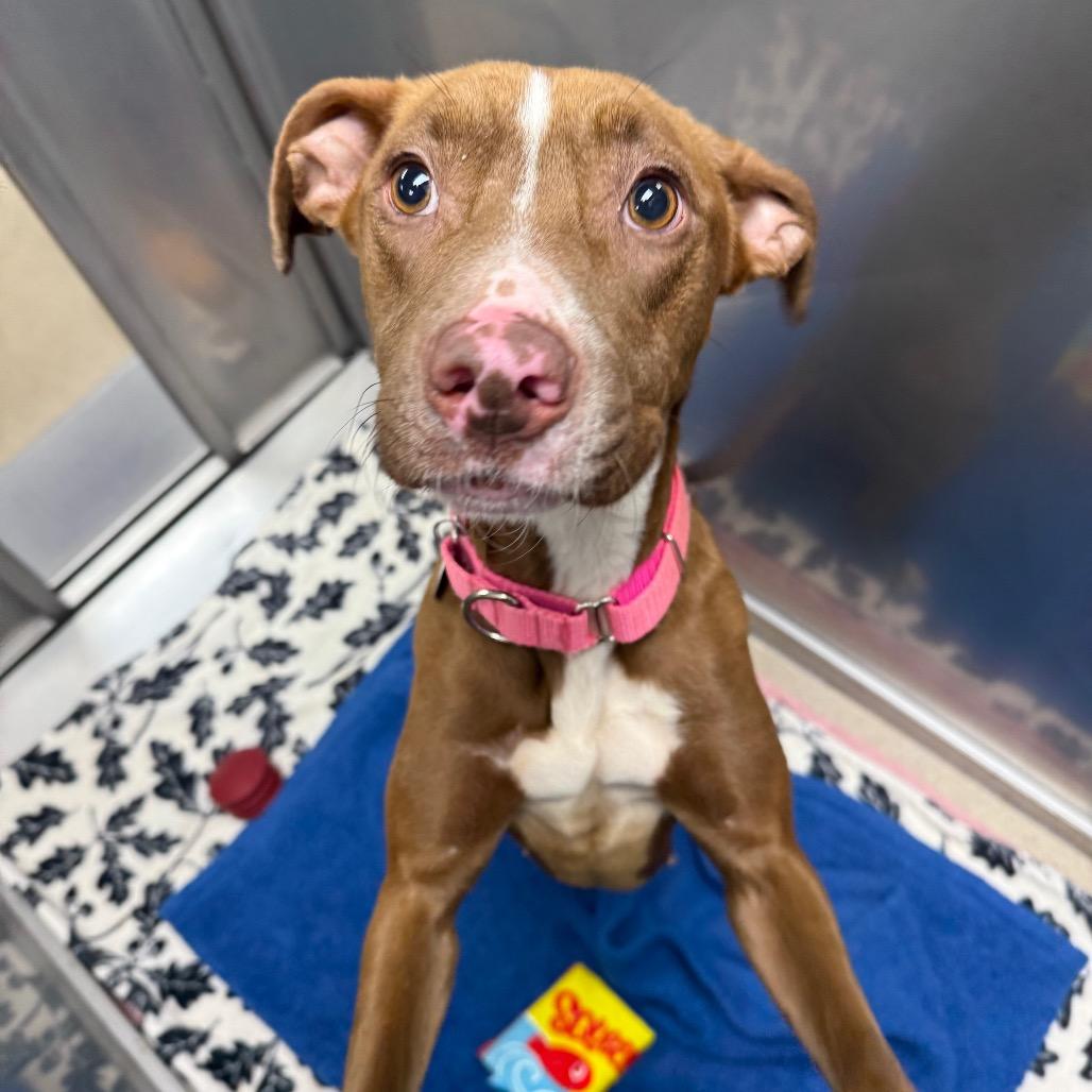 Lux, Adoptable, Young Female Mixed Breed.