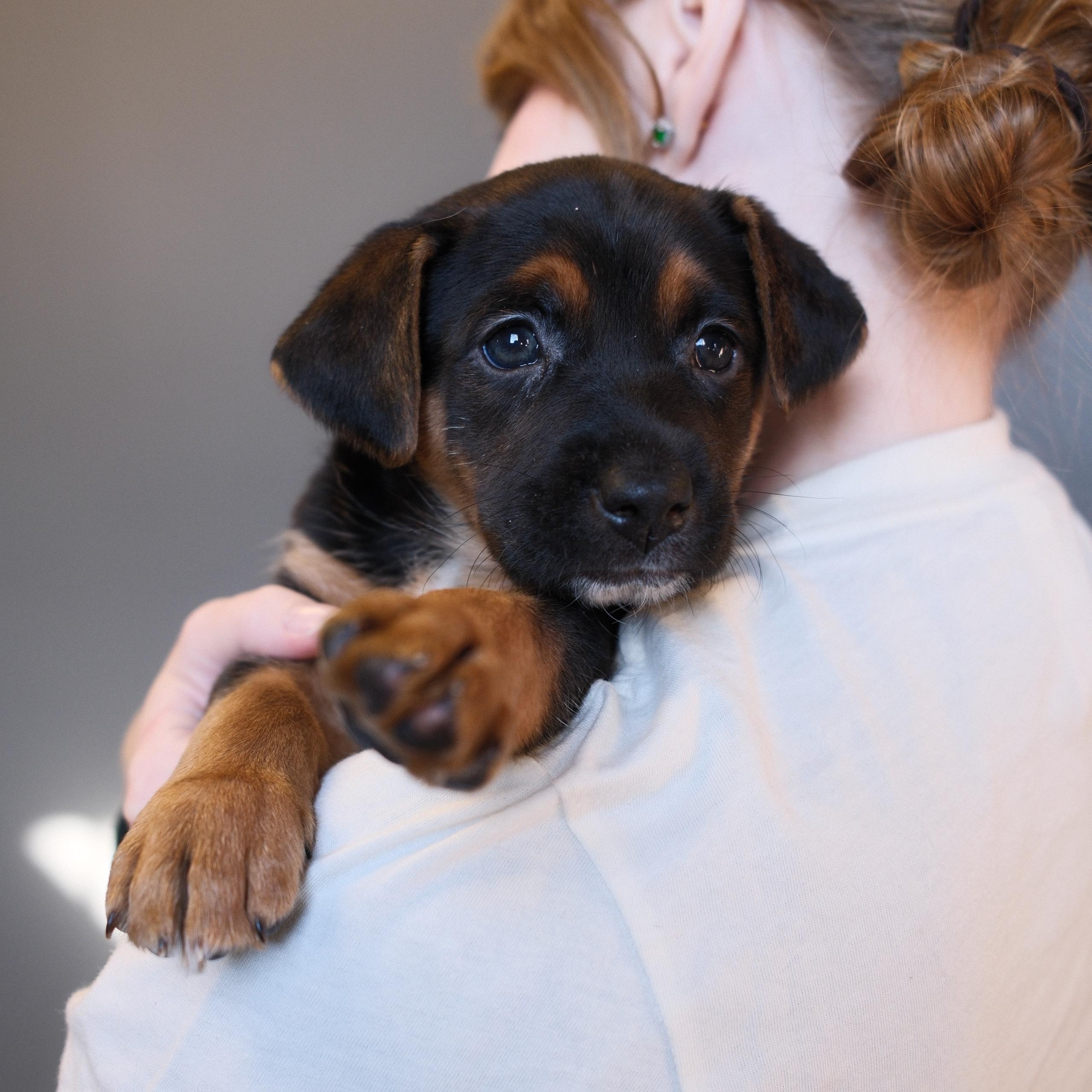 Florence, an adopted mixed breed in Franklin, TN image 1/5