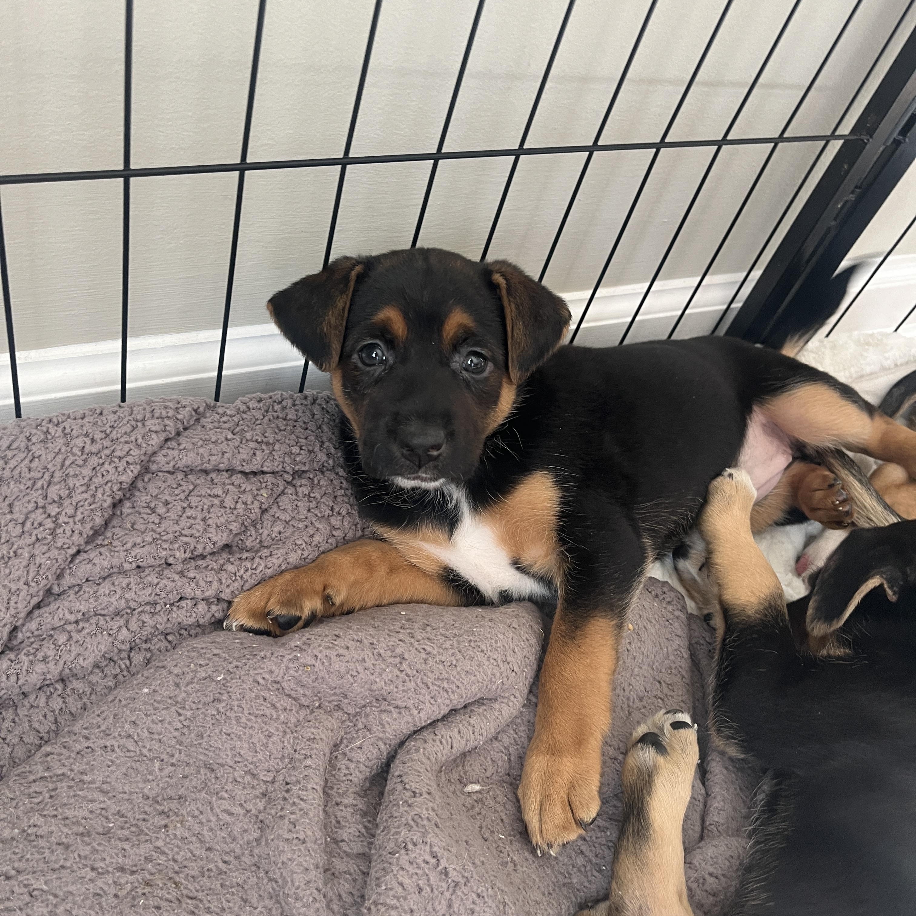 Florence, an adopted mixed breed in Franklin, TN image 3/5