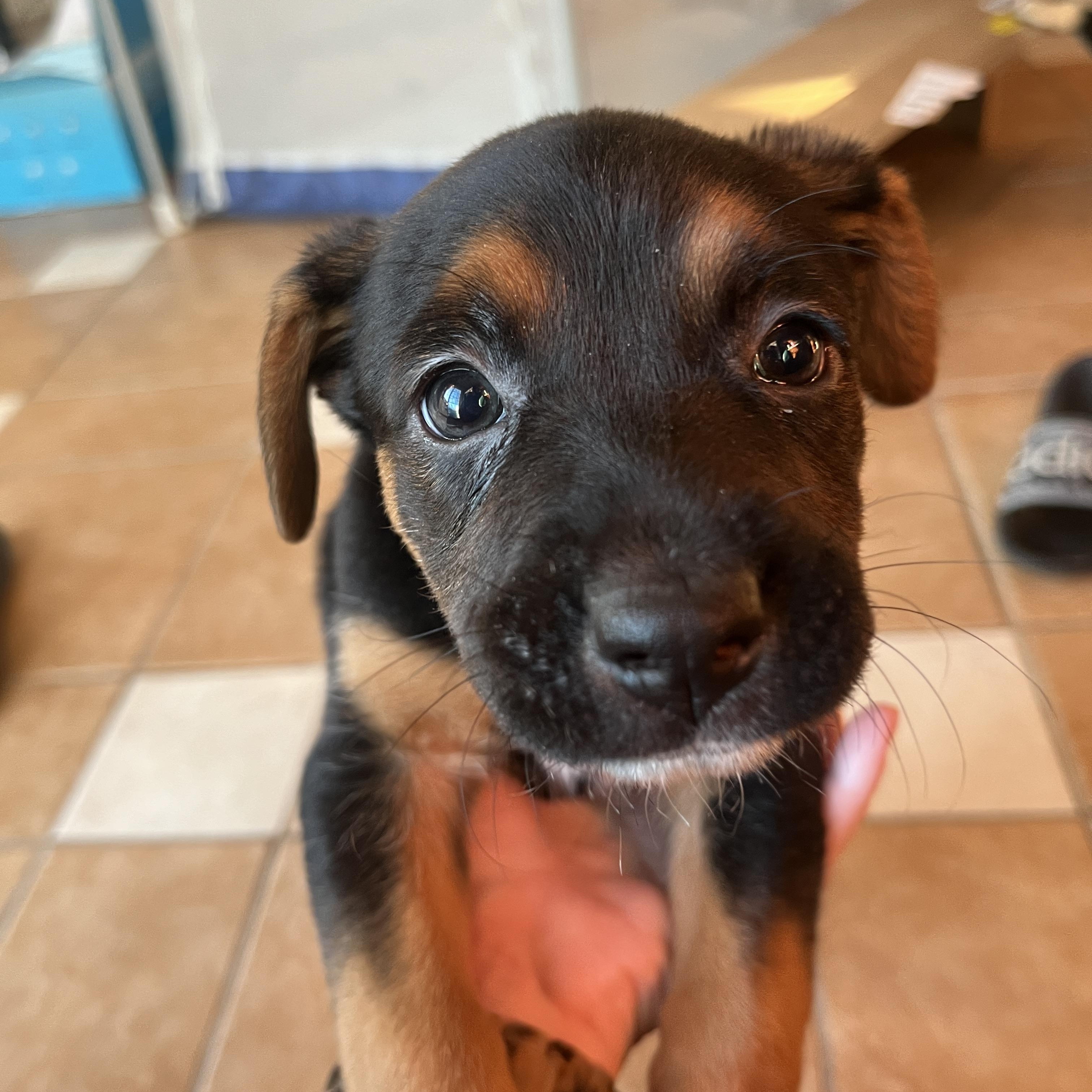 Florence, an adopted mixed breed in Franklin, TN image 2/5