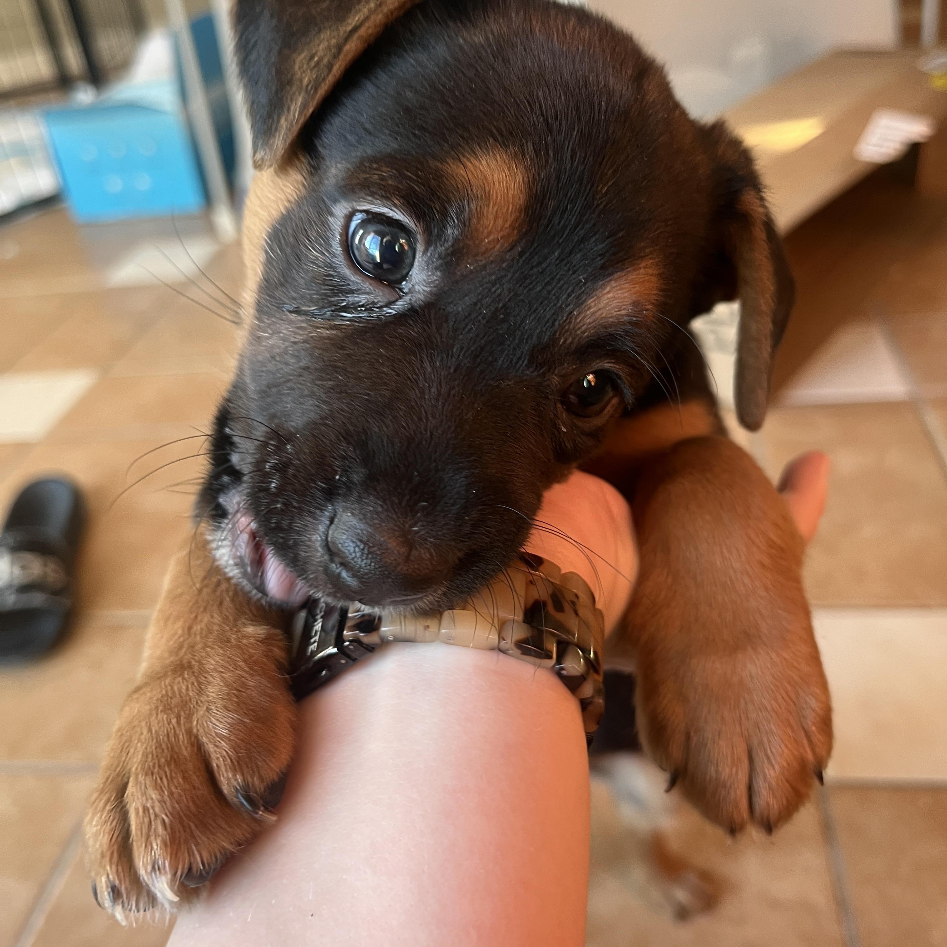 Florence, an adopted mixed breed in Franklin, TN image 4/5