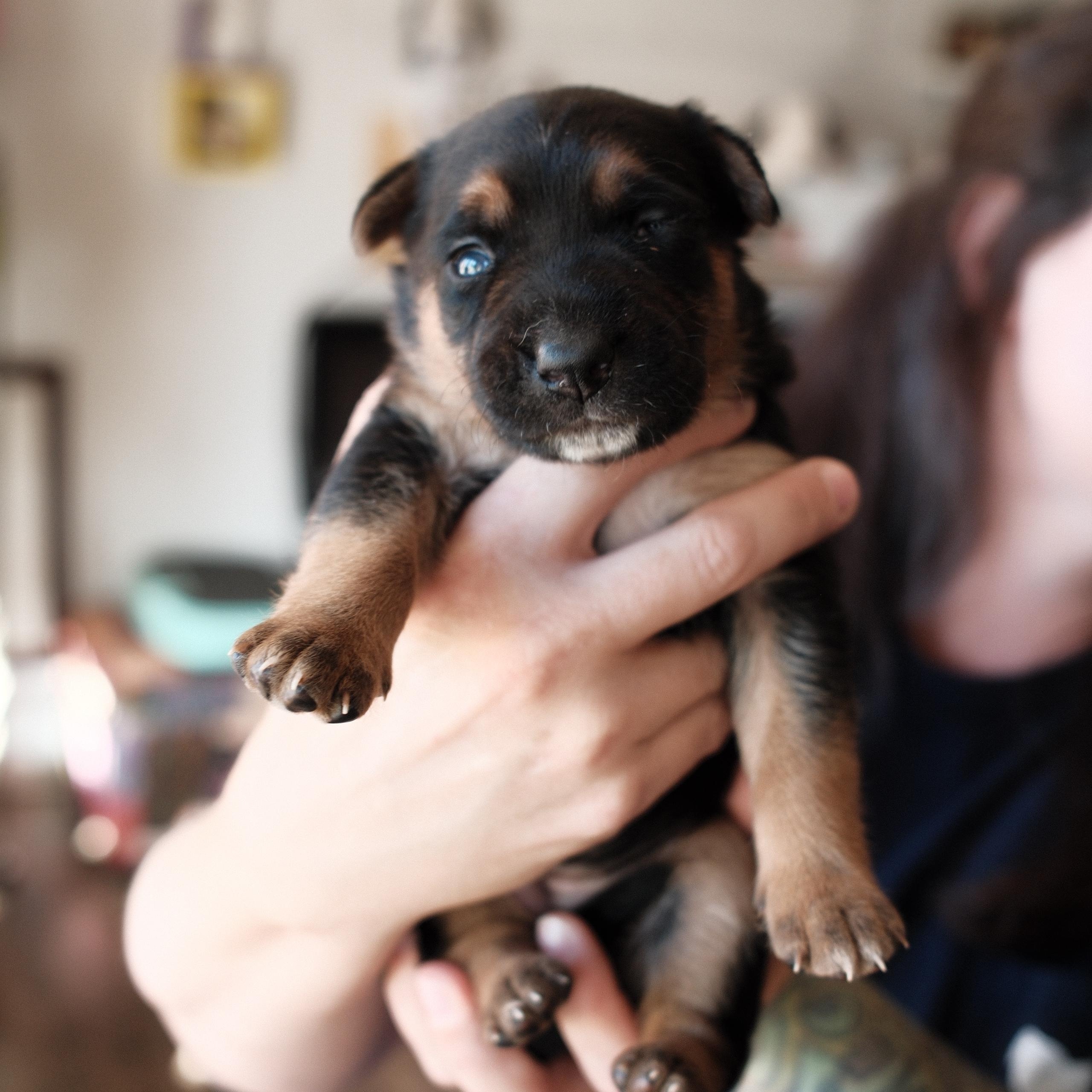 Florence, an adopted mixed breed in Franklin, TN image 5/5