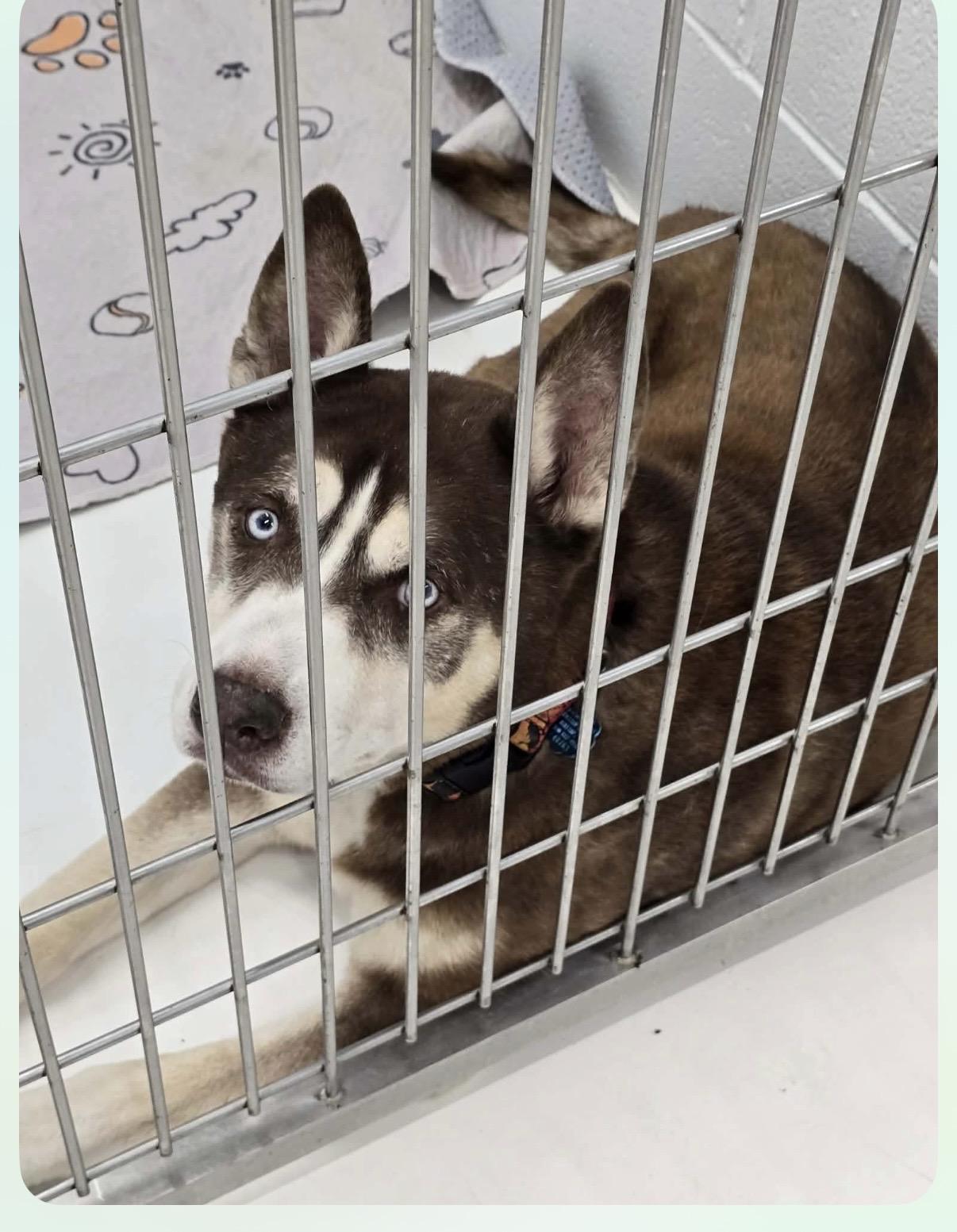 Enlarge Trucker, an adoptable Husky in Mingus, TX image 1/1