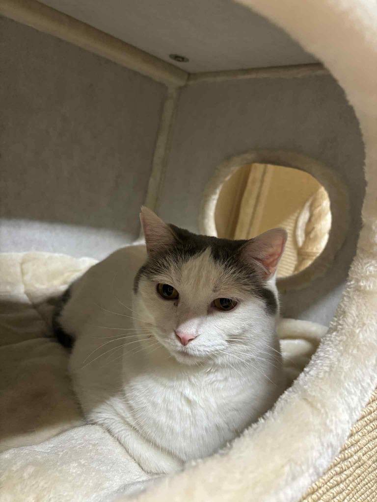 Enlarge Fiona, a Adoptable Domestic Short Hair in Cloquet, MN image 1/4