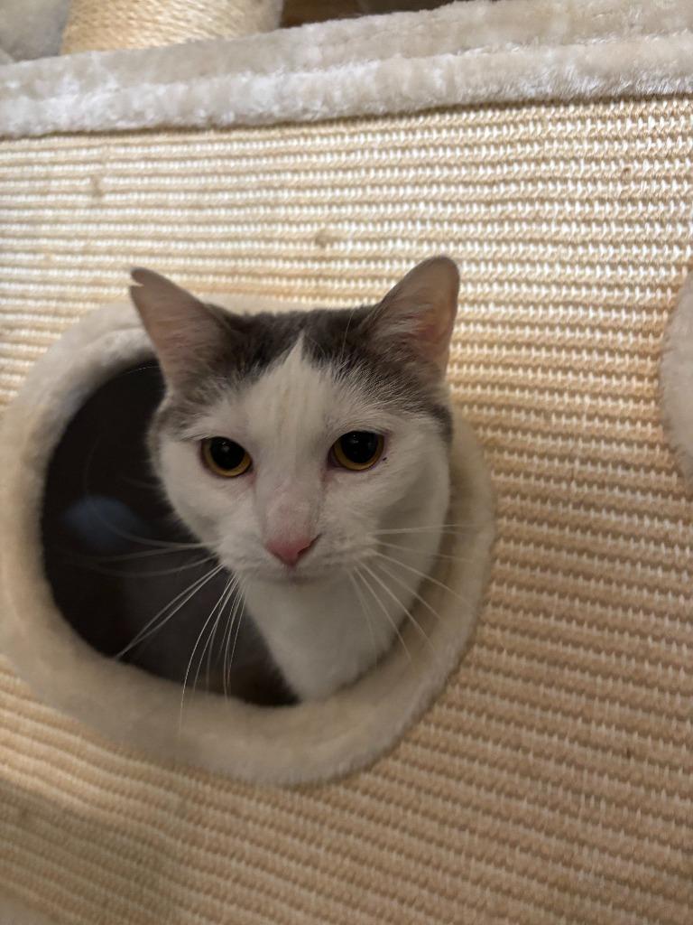 Enlarge Fiona, a Adoptable Domestic Short Hair in Cloquet, MN image 2/3