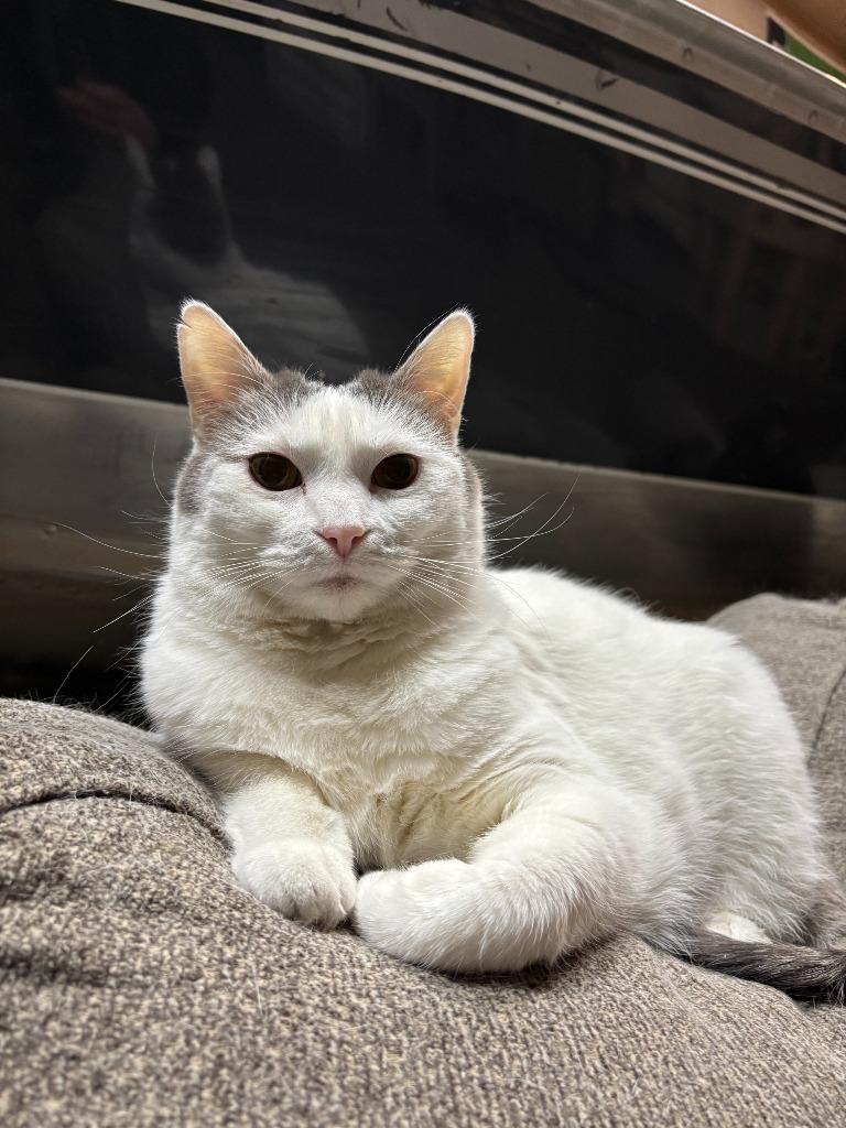 Enlarge Fiona, a Adoptable Domestic Short Hair in Cloquet, MN image 2/4