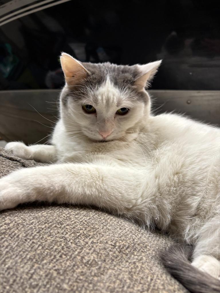 Enlarge Fiona, a Adoptable Domestic Short Hair in Cloquet, MN image 4/4