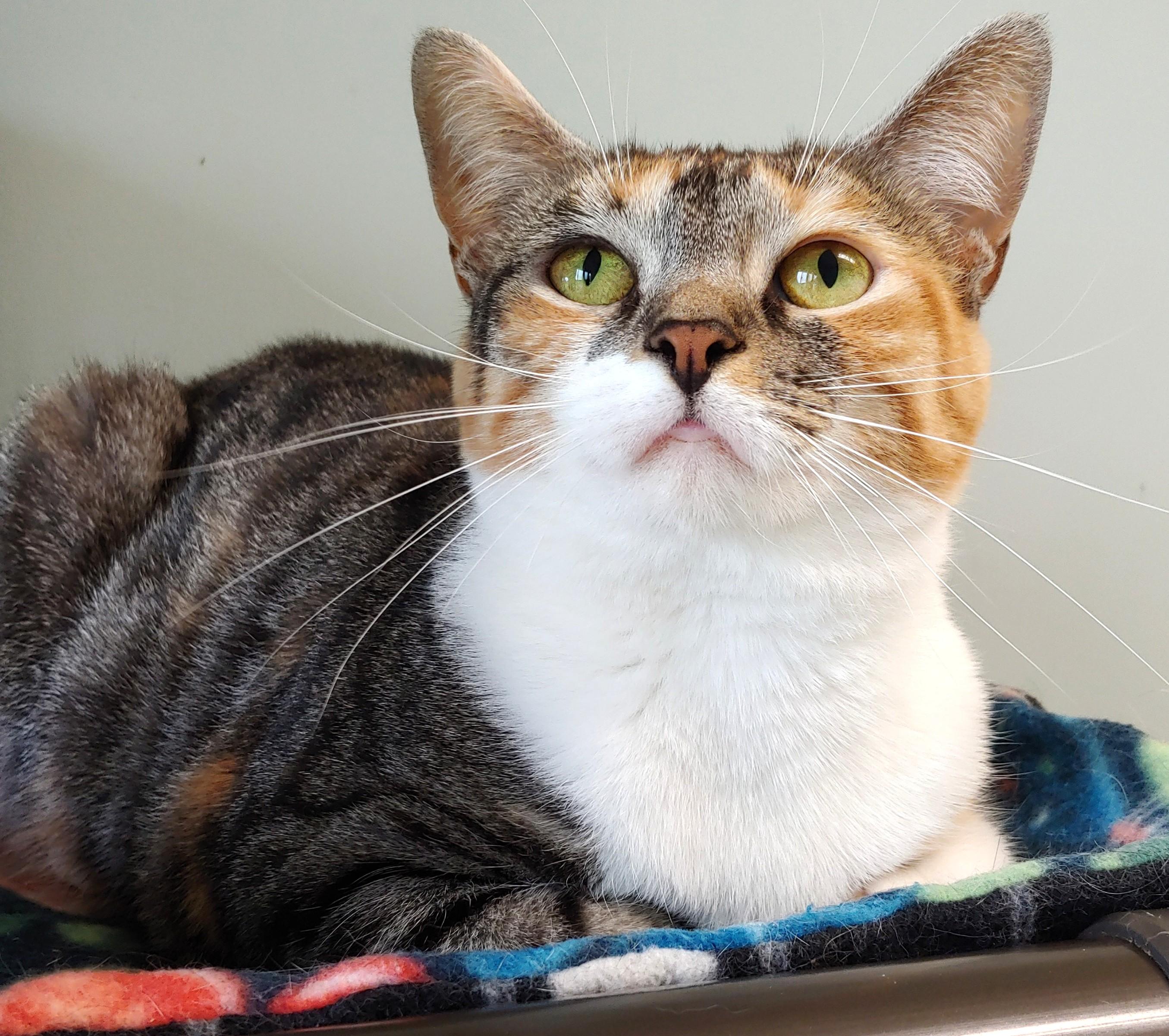 Cleopatra
