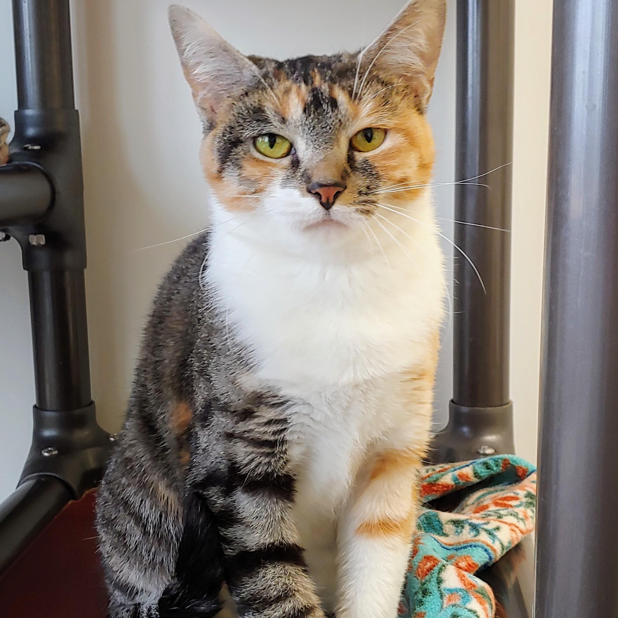 Cleopatra