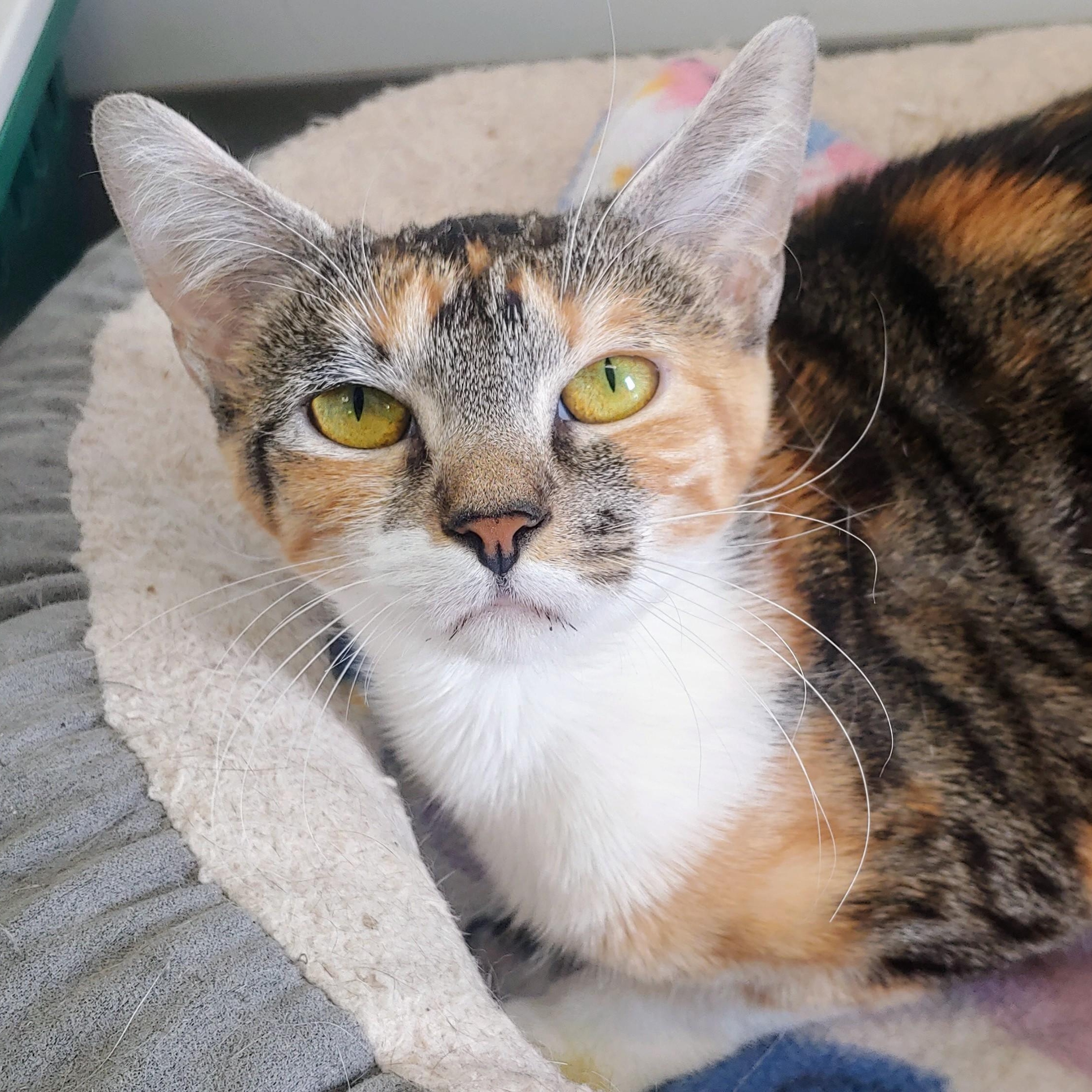 Cleopatra