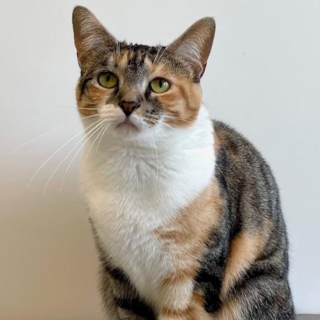 Cleopatra