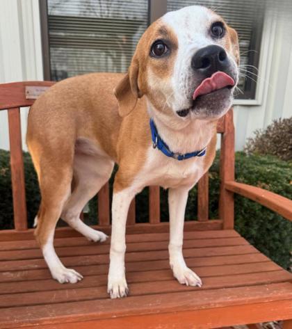 Juliette, ADOPTABLE, Adult Female Terrier.