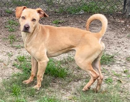 Enlarge Doritos, a Adoptable mixed breed in Conway, SC image 1/3