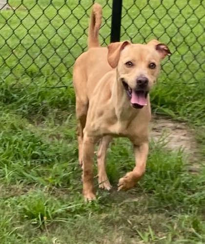 Enlarge Doritos, a Adoptable mixed breed in Conway, SC image 2/3
