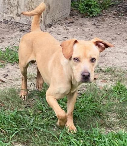 Enlarge Doritos, a Adoptable mixed breed in Conway, SC image 3/3