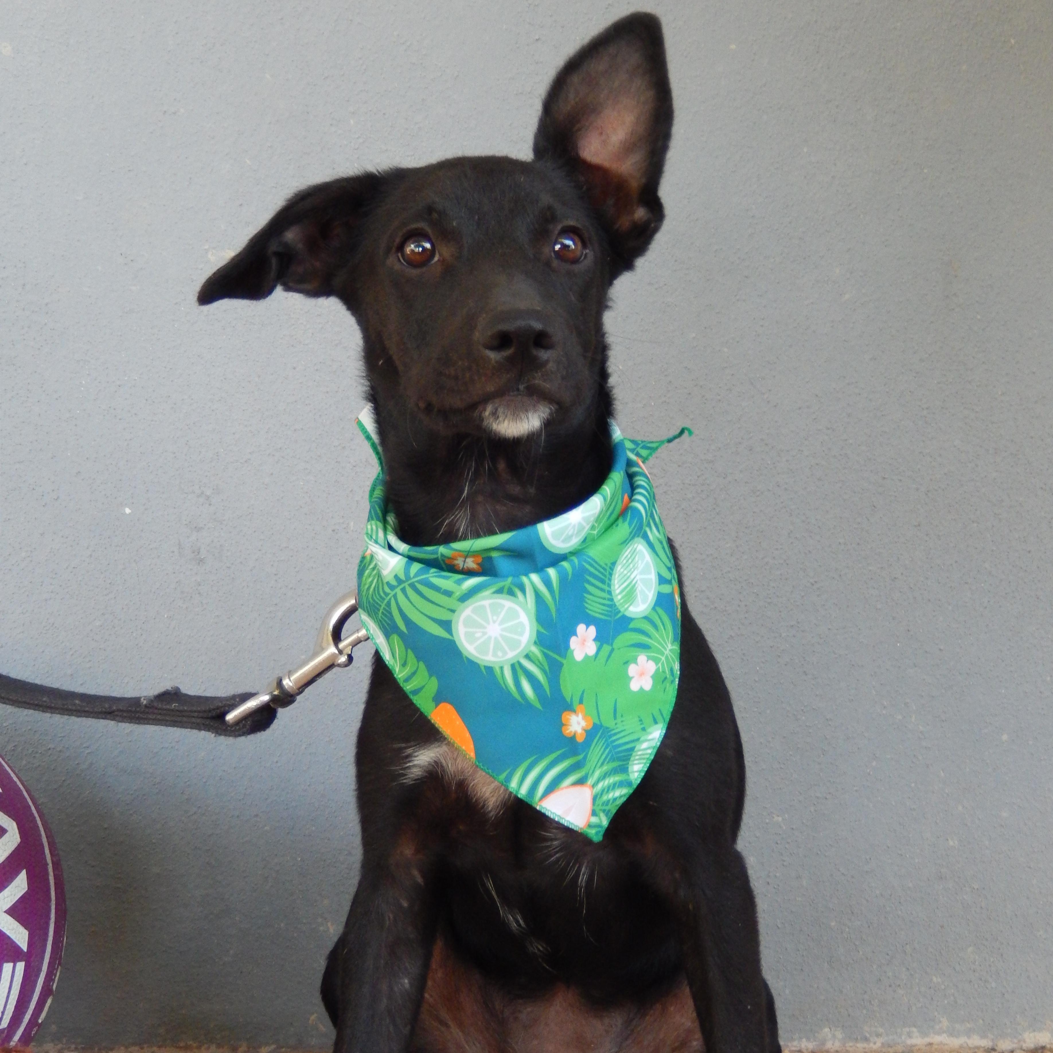 Enlarge Berna, a Adoptable mixed breed in North Vancouver, BC image 2/3