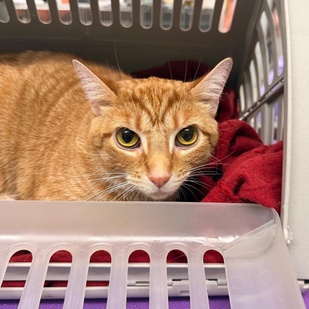 Indy, a Adoptable mixed breed in Indianapolis, IN image 2/2