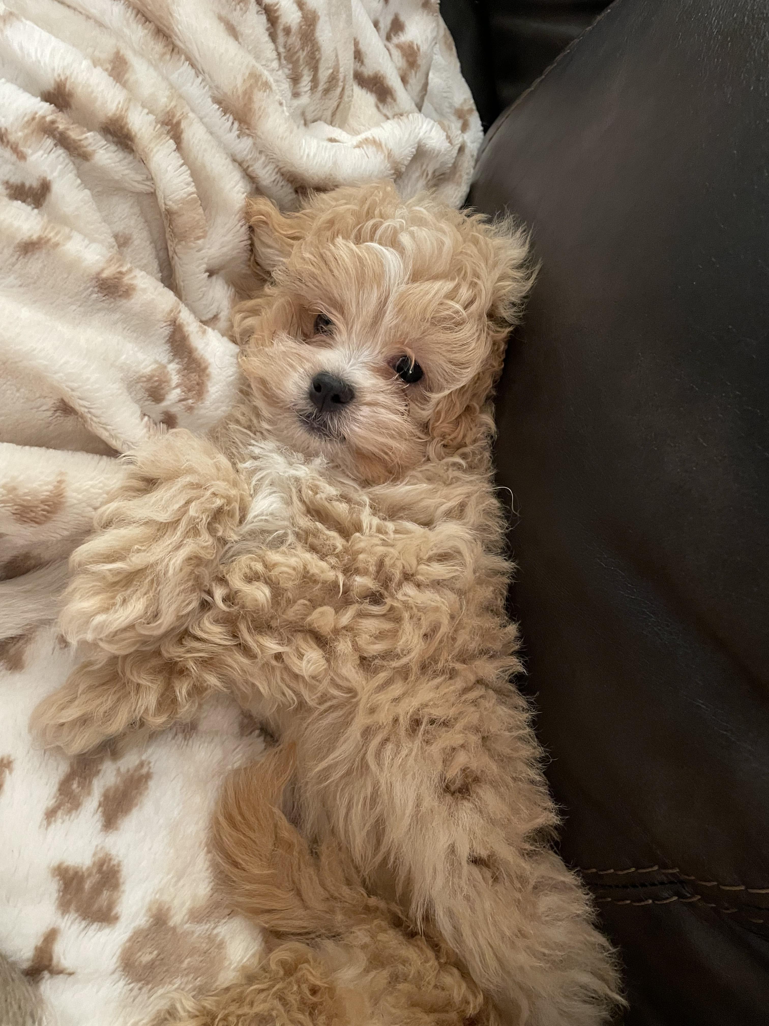 Enlarge Simba, an adopted mixed breed in Overland Park, KS image 2/2