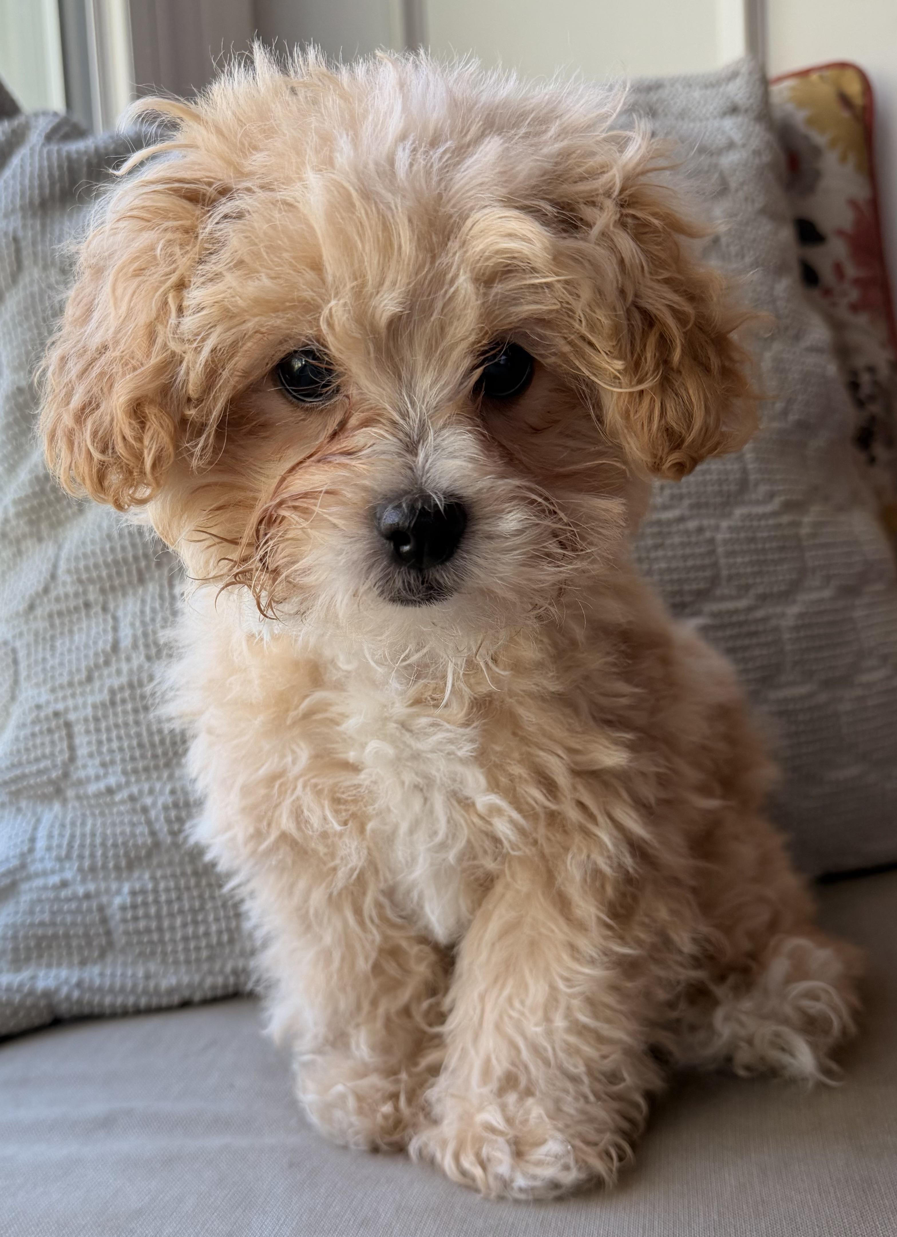 Enlarge Simba, an adopted mixed breed in Overland Park, KS image 1/2