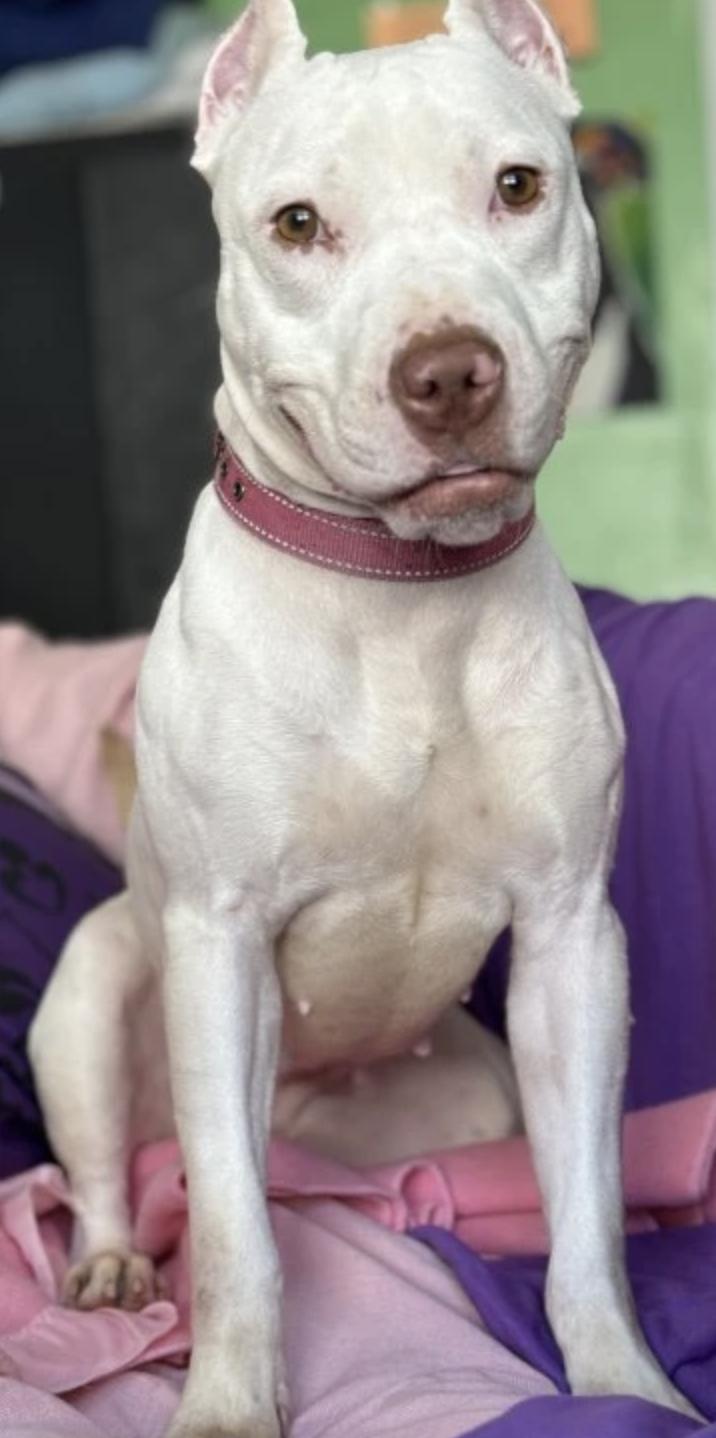 Princess Alice, a Adoptable Pit Bull Terrier in Kansas City, MO image 1/3