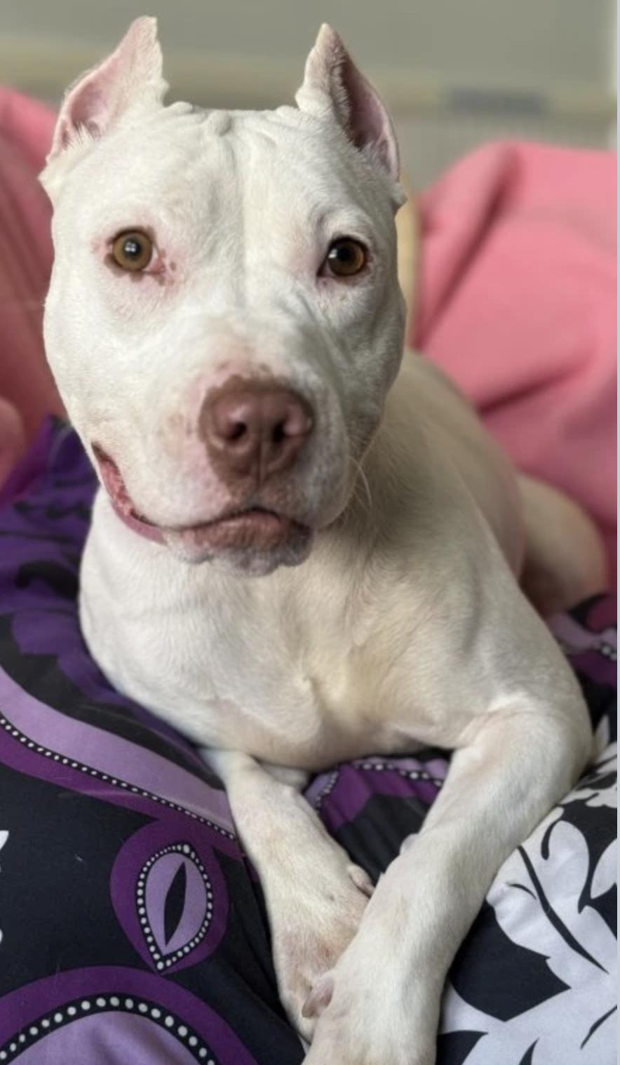 Princess Alice, a Adoptable Pit Bull Terrier in Kansas City, MO image 2/3