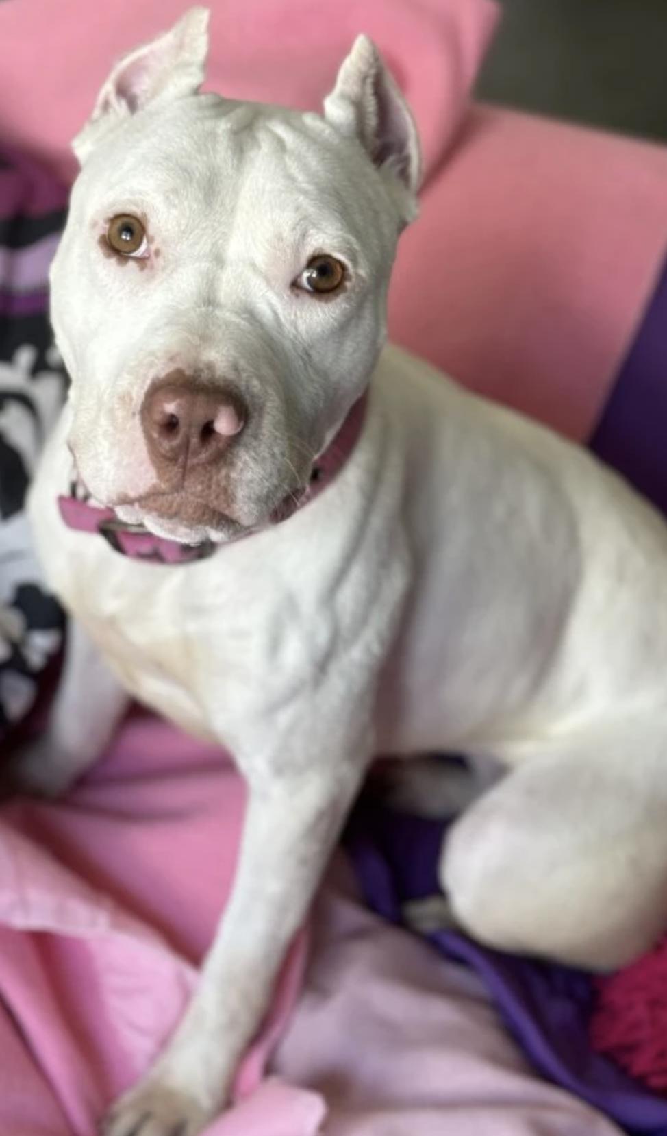 Princess Alice, a Adoptable Pit Bull Terrier in Kansas City, MO image 3/3