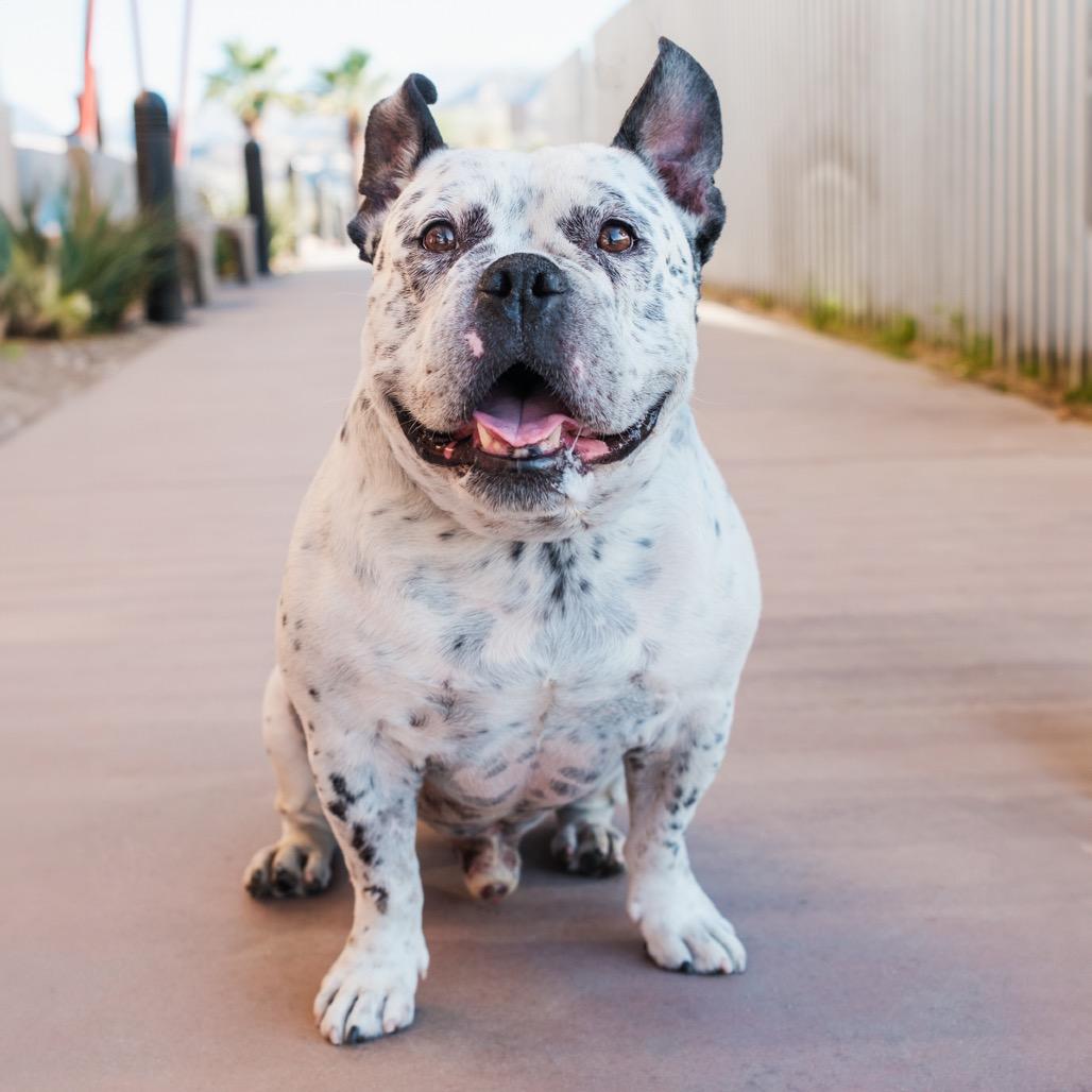 Enlarge Jefe, a Adoptable Mixed Breed in Riverside, CA image 1/2