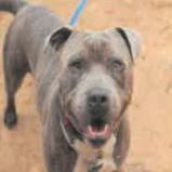 Enlarge Magic, a Adoptable Pit Bull Terrier in Kensington, CA image 1/1