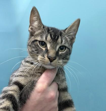 Bing Lee (PetSmart S Claiborne), Adoptable, Kitten Male Domestic Short Hair & Domestic Short Hair.