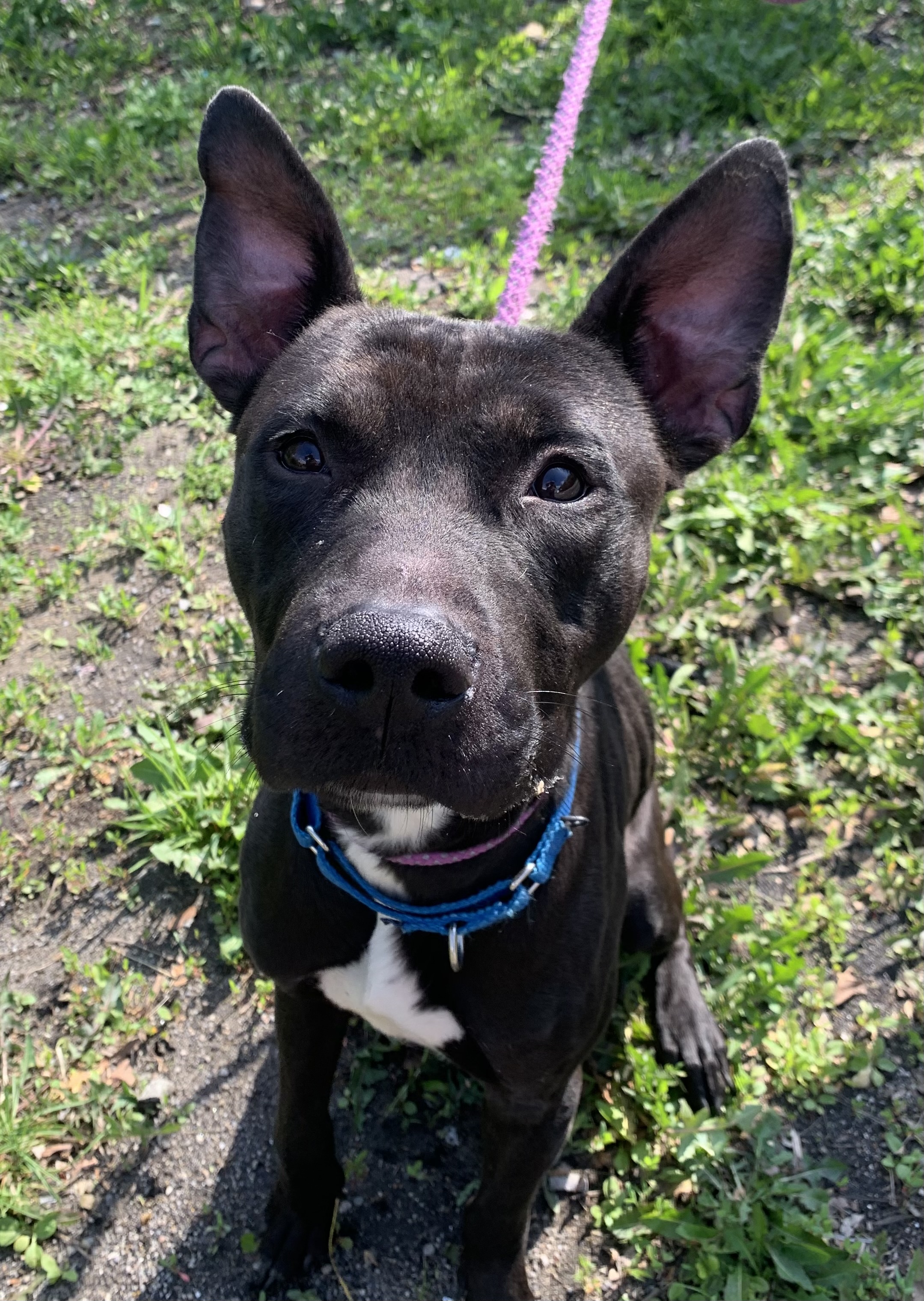 Enlarge Eddie, a Adopted Shepherd in McKeesport, PA image 2/6