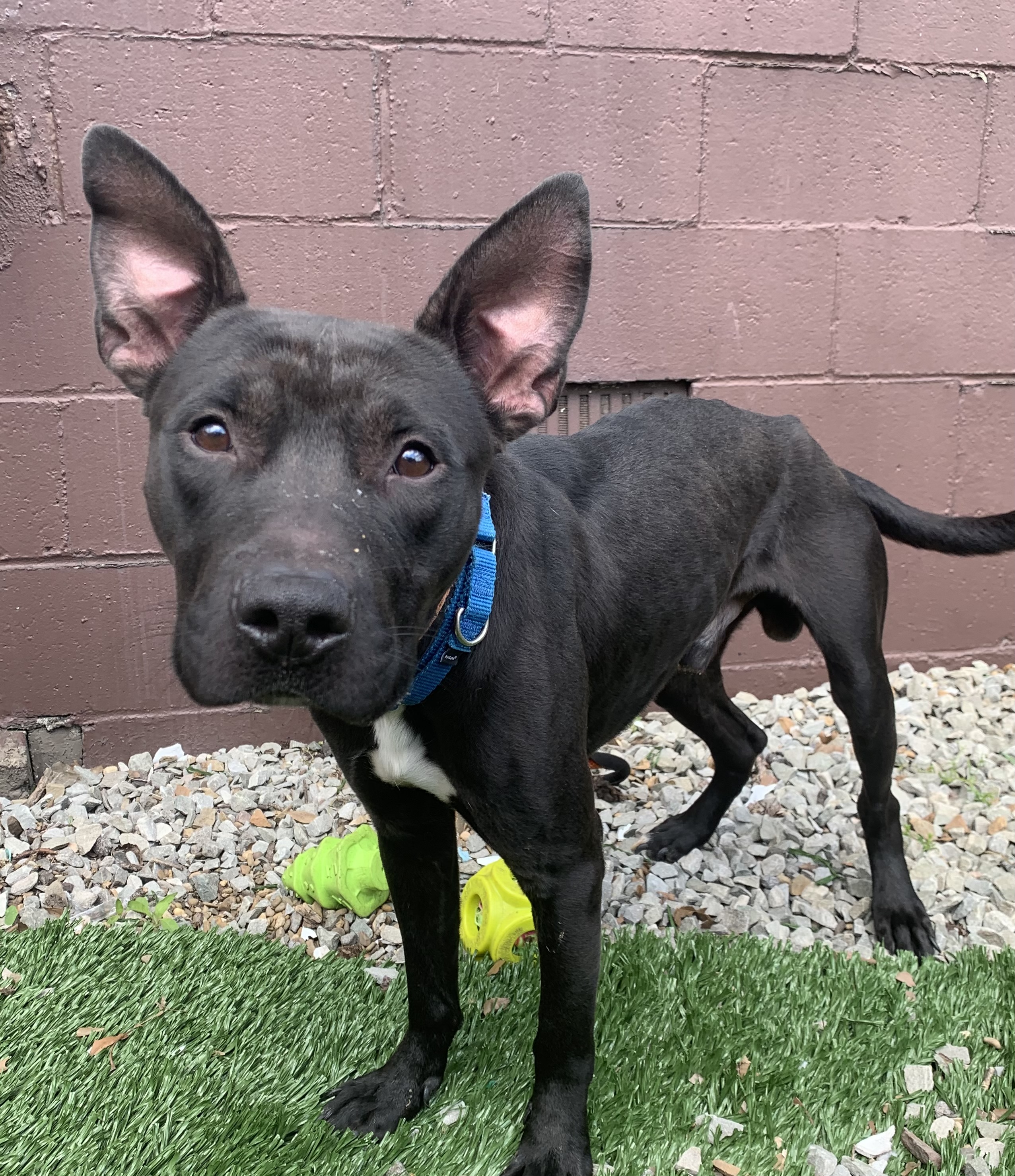 Enlarge Eddie, a Adopted Shepherd in McKeesport, PA image 3/6