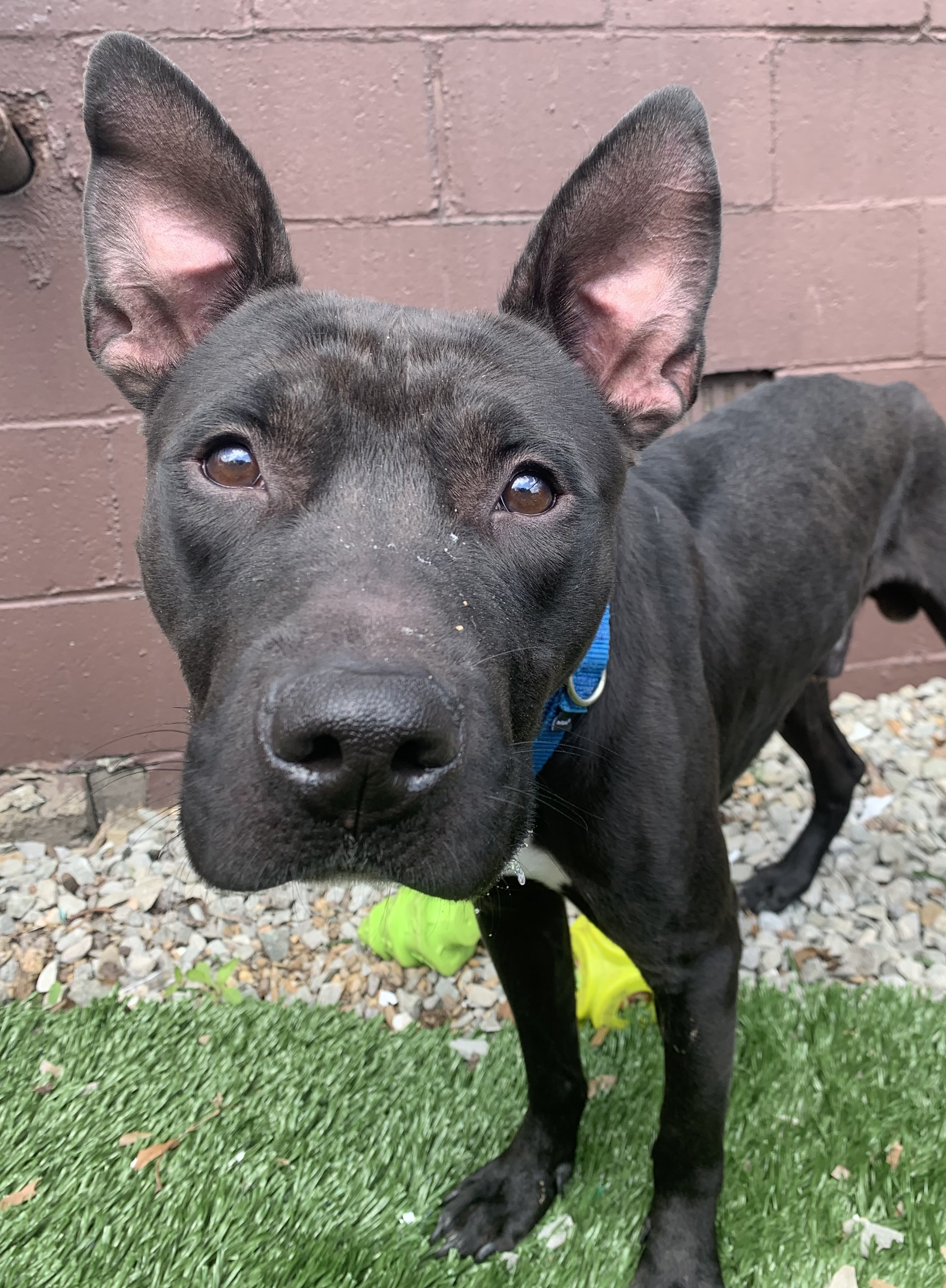 Enlarge Eddie, a Adopted Shepherd in McKeesport, PA image 4/6