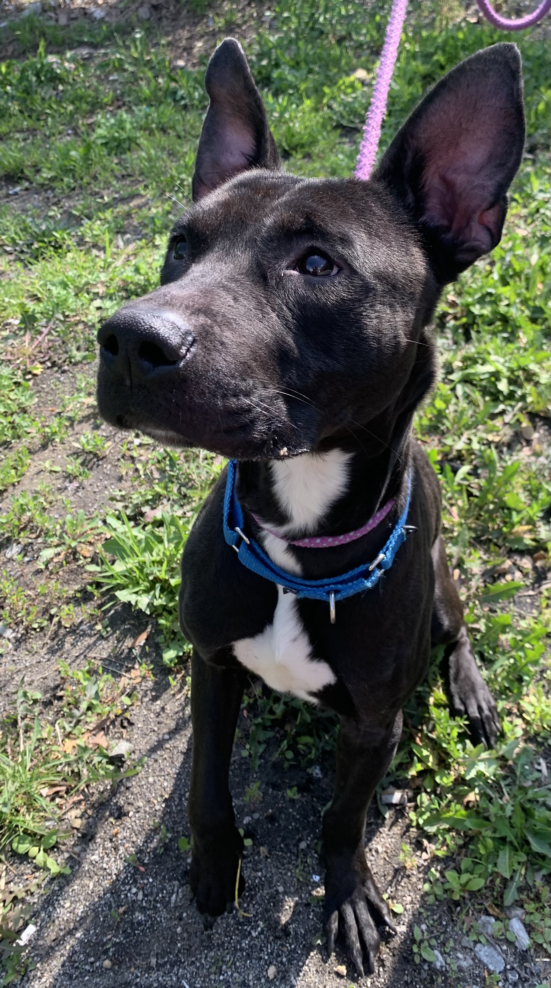 Enlarge Eddie, a Adopted Shepherd in McKeesport, PA image 5/6
