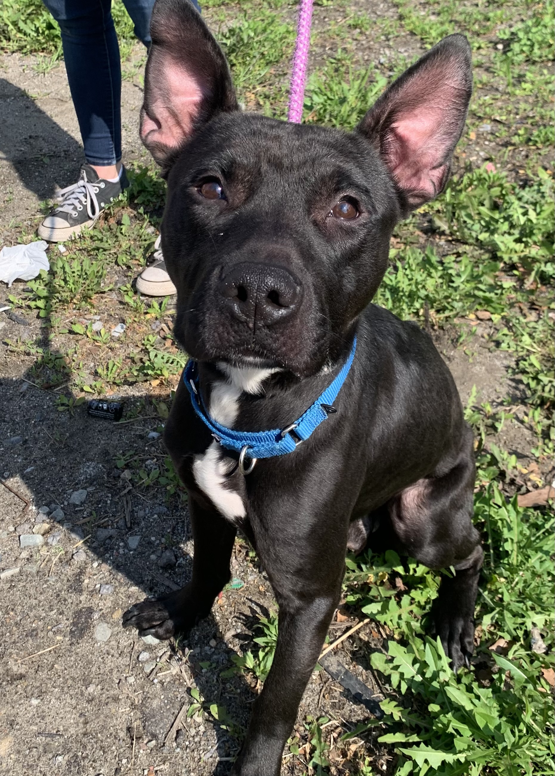 Eddie, Adopted, Young Male Shepherd.