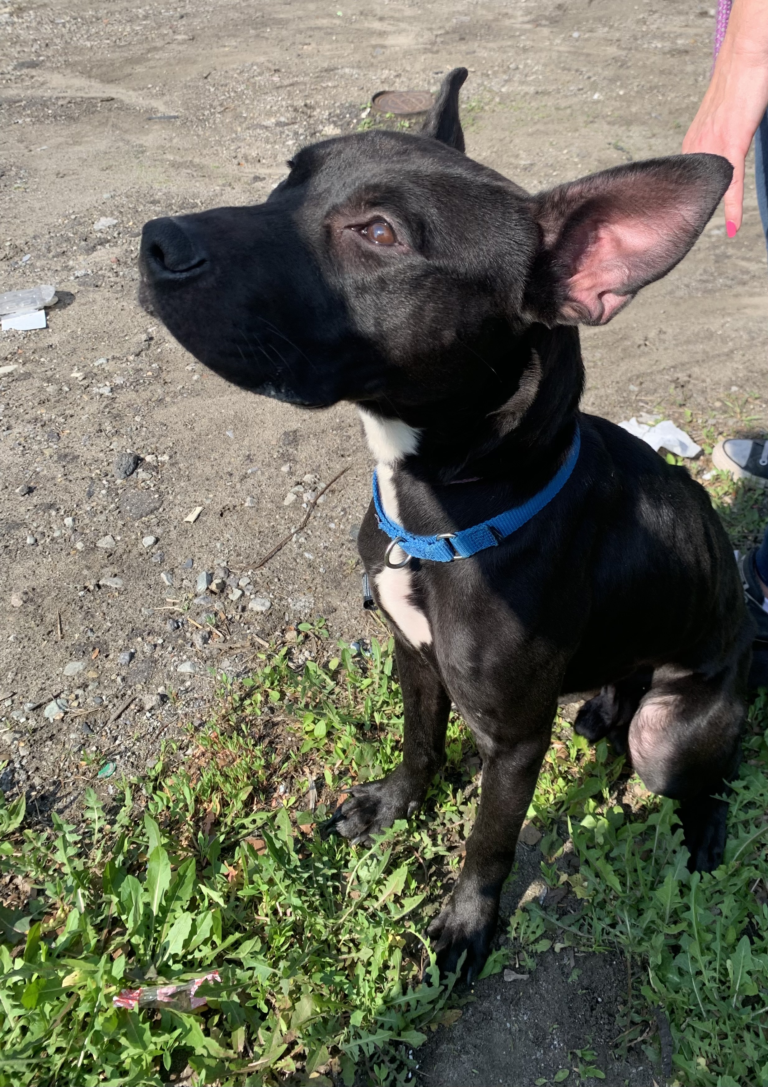 Enlarge Eddie, a Adopted Shepherd in McKeesport, PA image 6/6