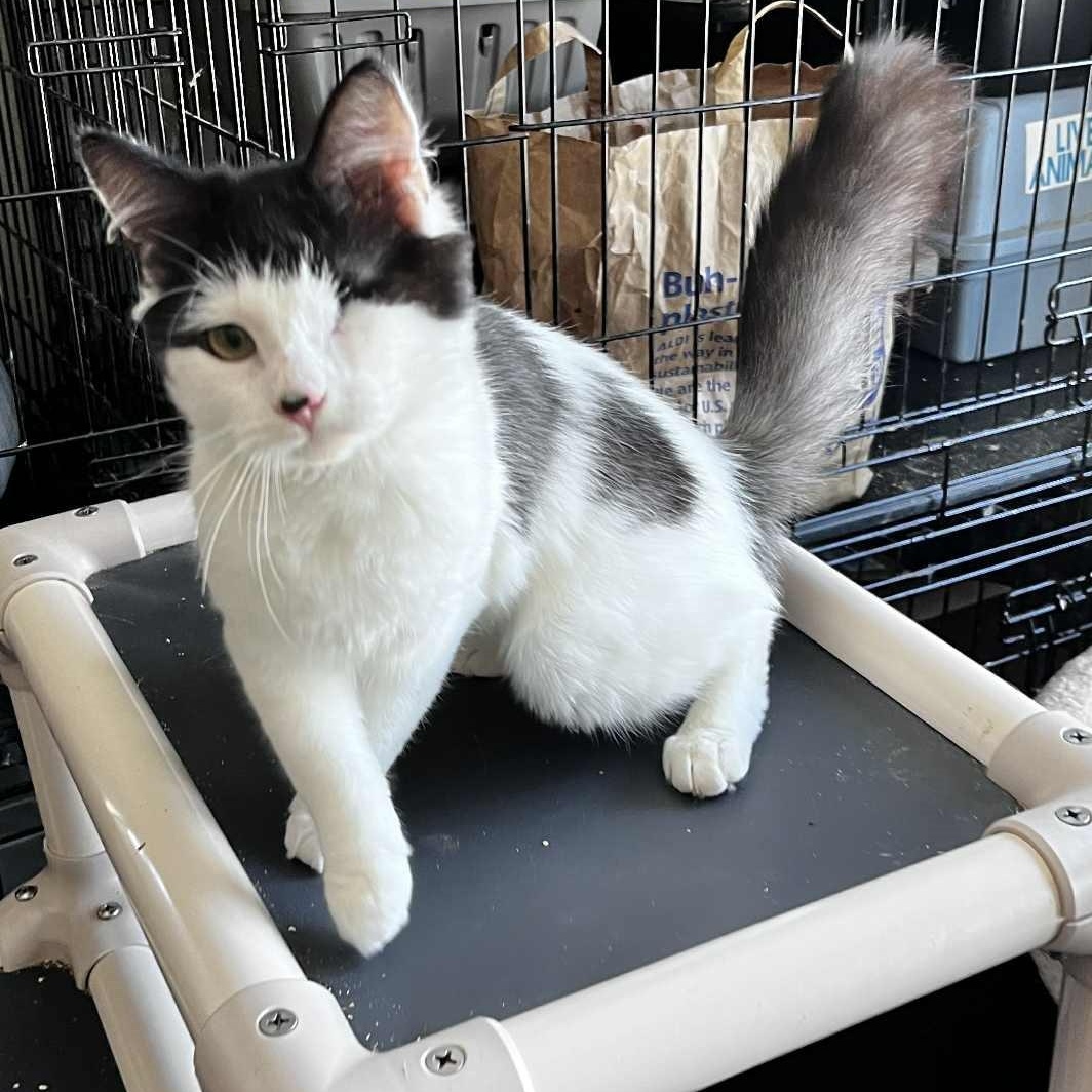 Winnie, an adopted Domestic Long Hair in Huntington, NY image 1/2