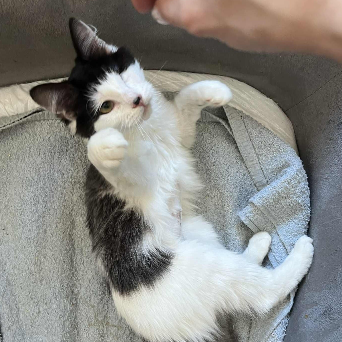 Winnie, an adopted Domestic Long Hair in Huntington, NY image 2/2