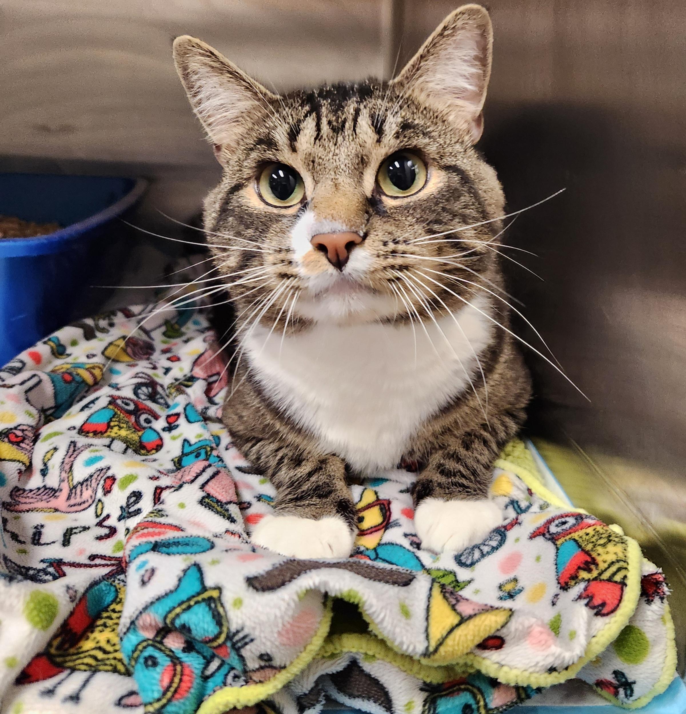 Chester Cheeks, adopted, Adult Male Domestic Short Hair.
