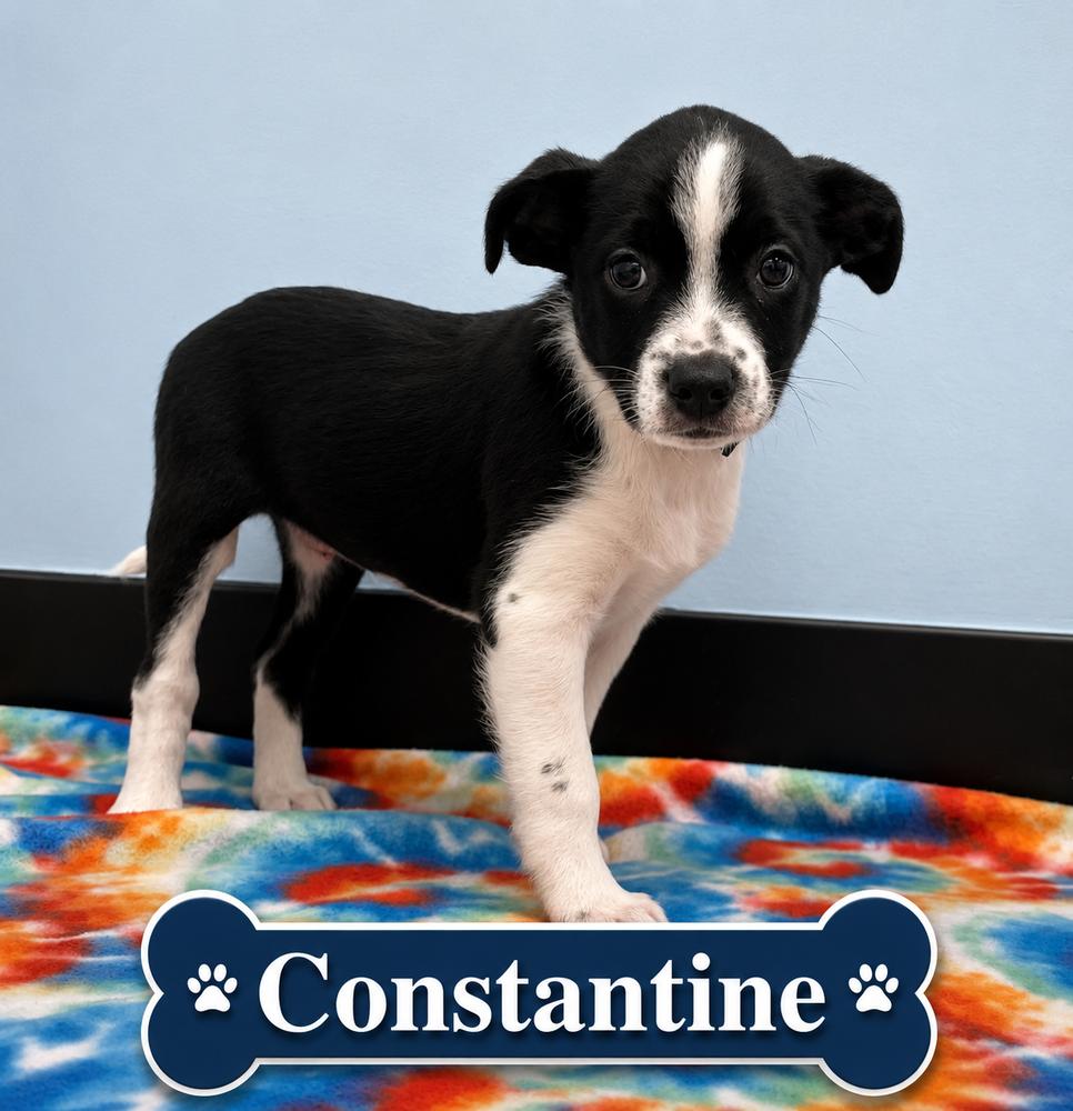 Enlarge Constatine, a Adoptable mixed breed in Fern Park, FL image 1/1